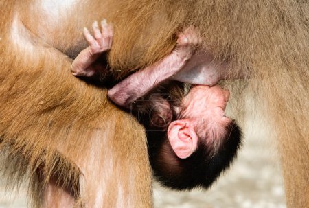 Foto de Pequeño mono cachorro amamantando zoológico Shot - Imagen libre de derechos