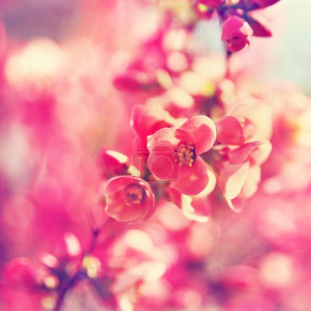 bonitas flores de árboles de primavera que florecen en la primavera tonificado con un r
