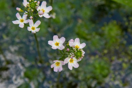 Europäische Wegerich-Pflanze (Alisma plantago-aquatica) blüht in einem Teich