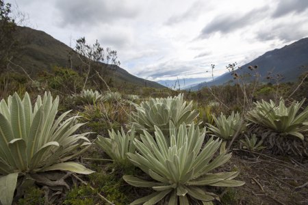 Foto de Vista de los Paramos, plantas endémicas, montaña cerca de Mérida. Ecosistema único encontrado en los Andes de Venezuela, Colombia, Ecuador y Perú - Imagen libre de derechos