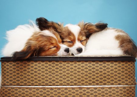 Photo for Two dogs sleeping glomeruli on a suitcase - Royalty Free Image