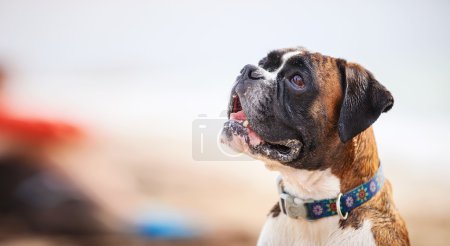 boxer dog looking up