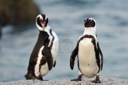 Los pingüinos africanos
