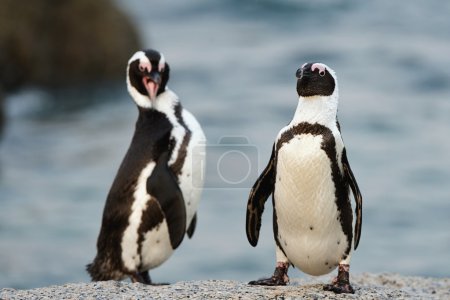 Foto de Los pingüinos africanos (Spheniscus demersus), también conocido como el pingüino burro y el pingüino de patas negras es una especie de pingüino, confinado a las aguas del sur de África.
. - Imagen libre de derechos