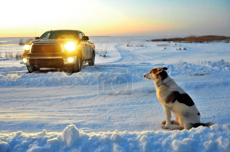 El perro espera en la carretera
. El perro espera en la carretera
.