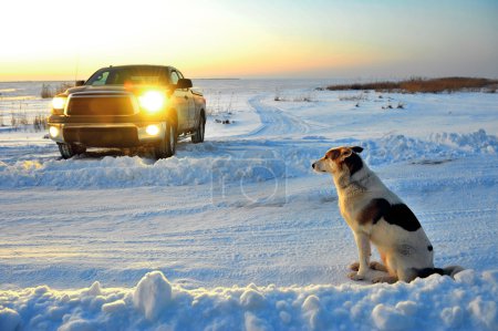 Photo for The dog waits at road. The dog waits at snow-covered road near to  truck. - Royalty Free Image