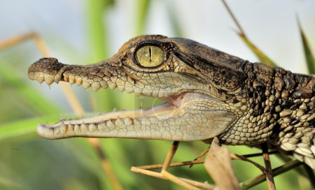 Téléchargez les photos : Portrait du petit d'un crocodile. Un petit petit crocodile déjà furieux, menaçant, ouvre une grande bouche à dents. Nouvelle Guinée - en image libre de droit