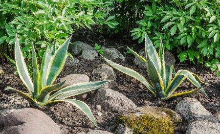 Cama de flores decorativa en un jardín con rocas y plantas, close-u
