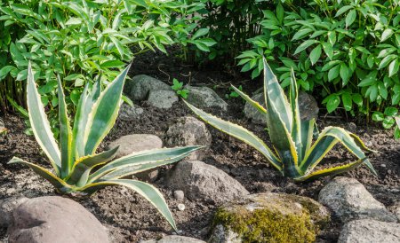 Téléchargez les photos : Lit de fleurs décoratif dans un jardin avec des rochers et des plantes, gros plan - en image libre de droit