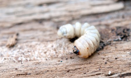 Foto de Pequeño gusano de madera se encuentra en el árbol - Imagen libre de derechos