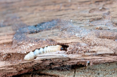 Photo for Little woodworm lies on tree - Royalty Free Image