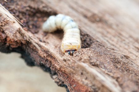 Photo for Little woodworm lies on tree - Royalty Free Image