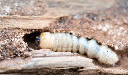 Foto de Pequeño gusano de madera se encuentra en el árbol - Imagen libre de derechos