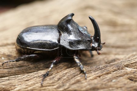 Foto de Escarabajo rinoceronte (Oryctes nasicornis) con hermoso fondo - Imagen libre de derechos