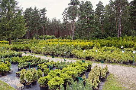 Foto de Vivero de plantas - Imagen libre de derechos