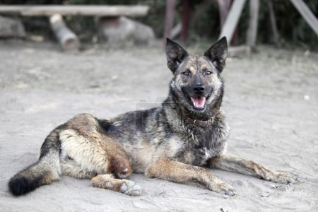 Dog with no leg. Unhappy animal