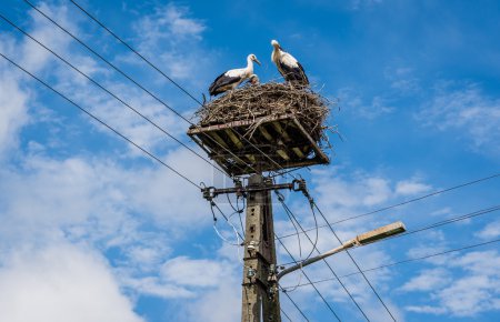 Cigogne en Pologne
