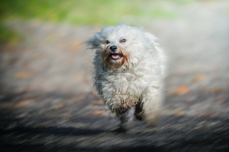 Perro de alta velocidad
