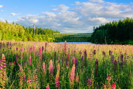 Adorables fleurs sauvages de lupin dans le champ avec lac à l'arrière-plan
