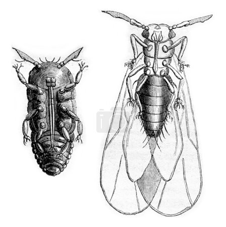 Foto de Phylloxera vastatrix wingless, Phylloxera vastatrix wing, ilustración grabada vintage. Magasin Pittoresque 1870 - Imagen libre de derechos