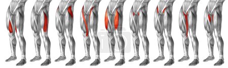  anatomía de las piernas superiores humanas
