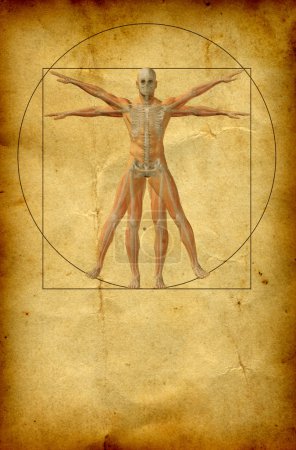 vitruvian human body drawing 