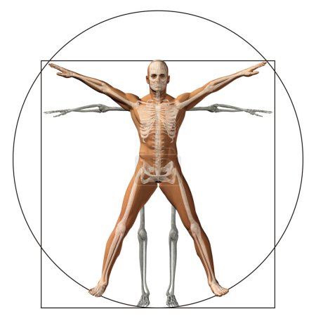 Téléchargez les photos : Vitruve humaine ou l'homme comme un concept, métaphore conceptuel 3d proportion anatomie corps isolé sur fond - en image libre de droit