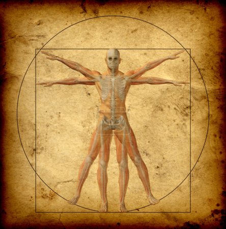 Photo for Concept or conceptual vitruvian human body - Royalty Free Image