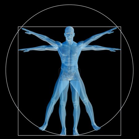 Téléchargez les photos : Vitruve humaine ou l'homme comme un concept, métaphore conceptuel 3d proportion anatomie corps isolé sur fond - en image libre de droit