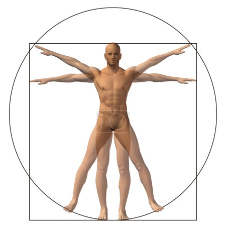 Foto de Vitruvio humano u hombre como concepto, metáfora conceptual 3d proporción anatomía cuerpo aislado sobre fondo - Imagen libre de derechos