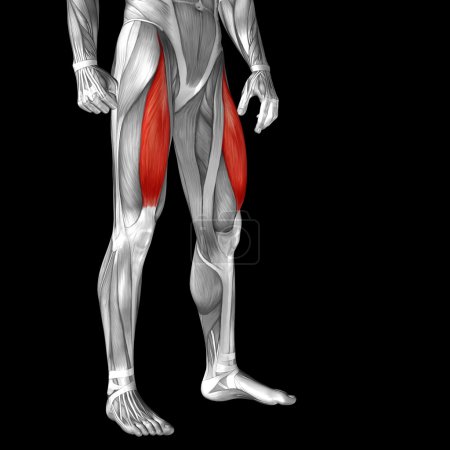 Téléchargez les photos : Concept ou conceptuel adducteur 3D longus anatomie des jambes humaines ou anatomique et musculaire isolé sur fond noir - en image libre de droit