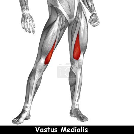 Foto de Concepto o conceptual 3D humano superior piernas anatomía o anatómica y músculos aislados sobre fondo blanco - Imagen libre de derechos