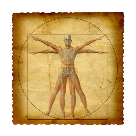 Photo for Concept or conceptual vitruvian human body drawing on old paper background - Royalty Free Image