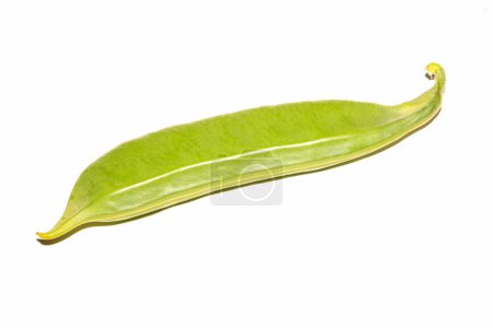 vaina de judías verdes
vaina de judías verdes