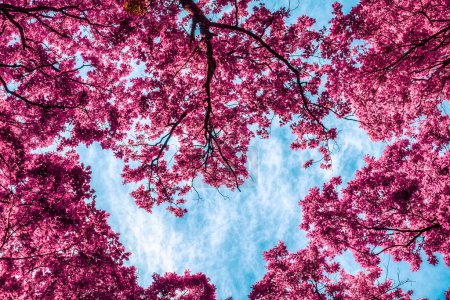 Der rosa Baum im Frühling mit blauem Himmel