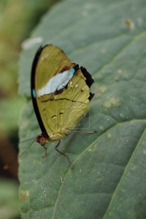 Olivage commun - Nessaea aglaura
