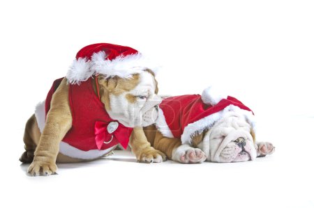 Engish bulldog cachorros en trajes de Navidad aislados
Engish bulldog cachorros en trajes de Navidad aislados