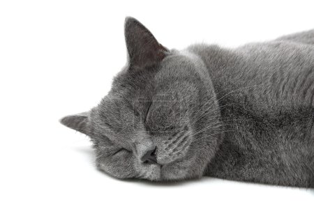 gato dormido sobre un fondo blanco de cerca
