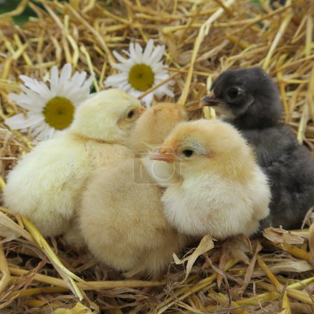 Photo for Four cute chicks snuggle in fresh straw in the spring - Royalty Free Image