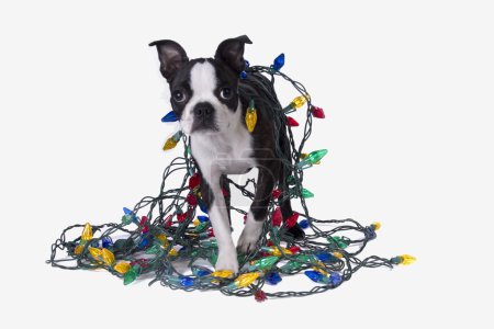 Téléchargez les photos : Un chiot Boston Terrier enveloppé dans des lumières de Noël colorées
. - en image libre de droit