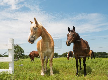Dos caballos, grandes y pequeños, mirando sobre una cerca de alambre
Dos caballos, grandes y pequeños, mirando sobre una cerca de alambre