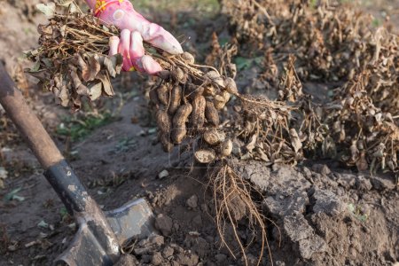 Téléchargez les photos : Récolte des arachides dans le jardin de la maison déterrer par la pelle, les haricots d'arachide excavés dans le sol - en image libre de droit