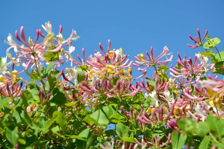 Flowering honeysuckle caprifol (Lonicera caprifolium L.) against the background of a blue sky