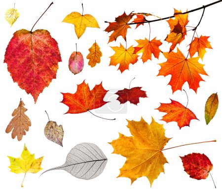 conjunto de varias hojas de otoño aisladas en blanco
