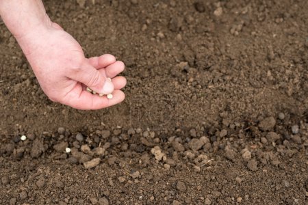 Plantar semillas de guisante

