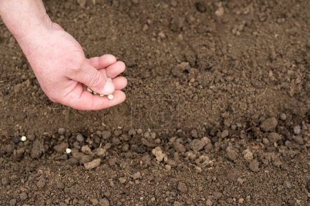 Photo for Close up of hand planting peas - selective focus, copy space - Royalty Free Image