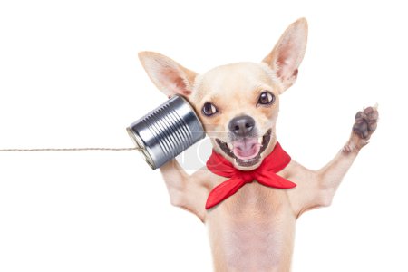 Foto de Chihuahua perro hablando por teléfono sorprendido, riendo y alegre, aislado sobre fondo blanco - Imagen libre de derechos