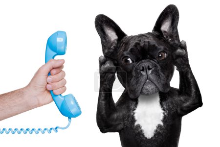 Téléchargez les photos : Bouledogue français écoutant ou parlant au téléphone ou au téléphone, isolé sur fond blanc - en image libre de droit