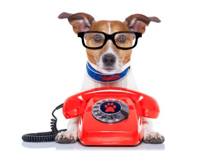 Foto de Jack russell perro con gafas como secretario u operador con teléfono de línea antigua rojo o teléfono clásico retro - Imagen libre de derechos