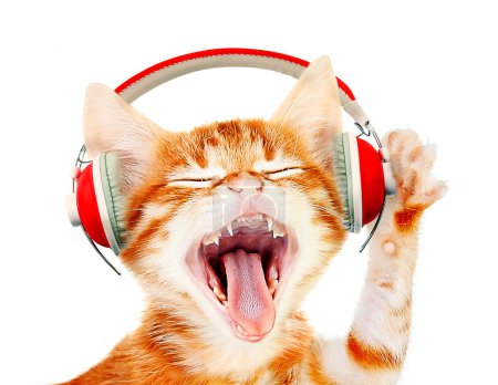 Beautiful cat with headphones isolated